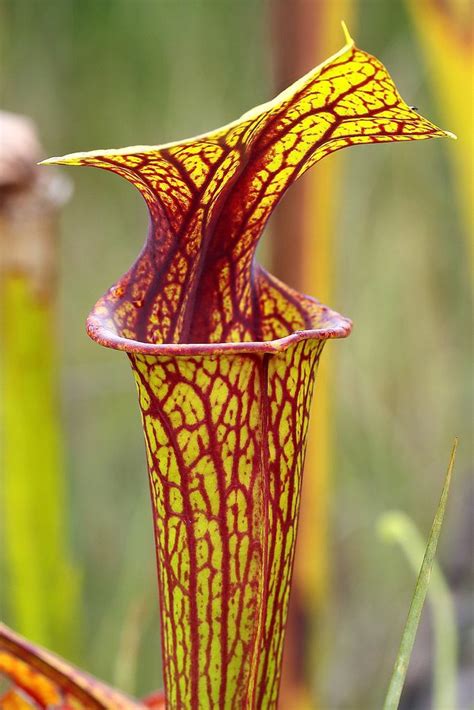 trumpet pitcher plant